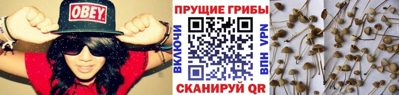 Галлюциногенные грибы мицелий  omg ONION  Мариинск 